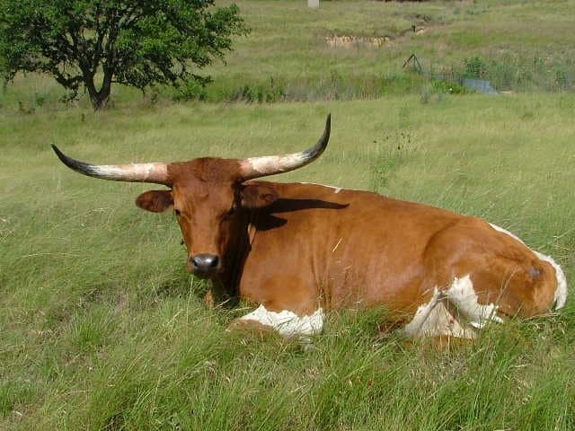 Texas Longhorn In The Field